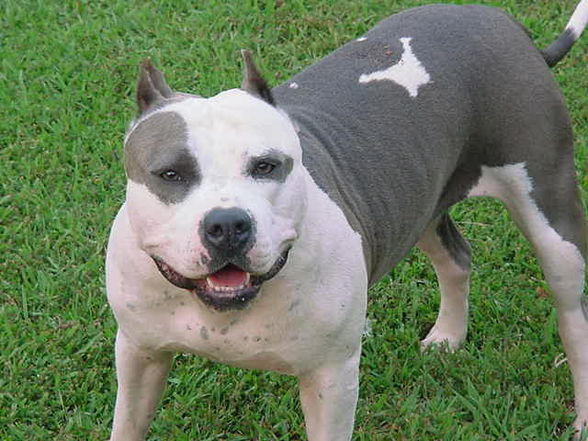 schene Pit Bull - 