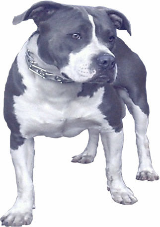 schene Pit Bull - 