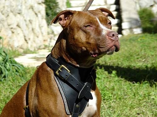 schene Pit Bull - 