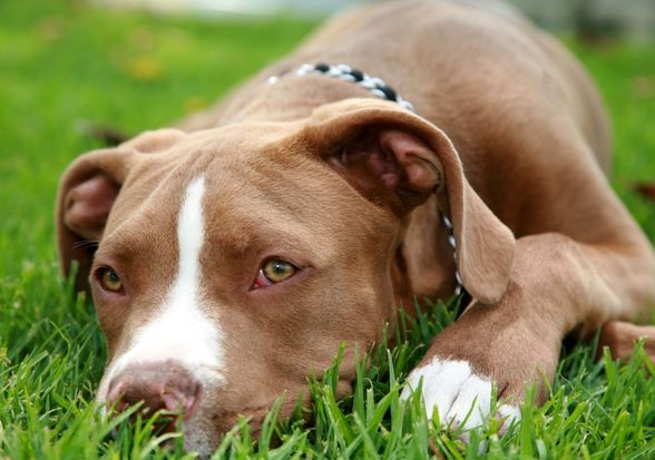 schene Pit Bull - 