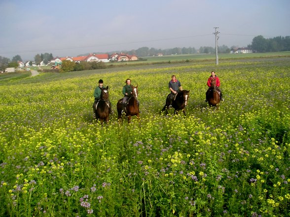 Wochenritt Herbst 2005 - 