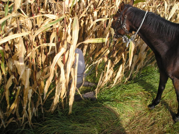 Wochenritt Herbst 2005 - 