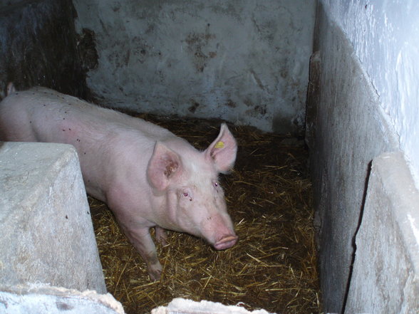 Der Weg vom Ferkel zur Spansau - 