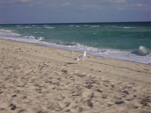 Miami 2008 - 