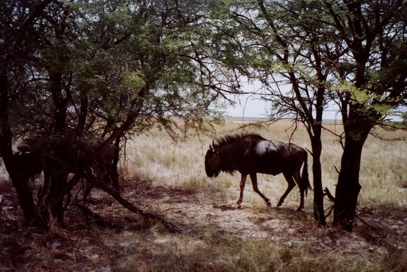 Südafrika  Dez. 06 - 