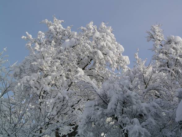 schnee, schnee, schnee,.... 2005/06 - 