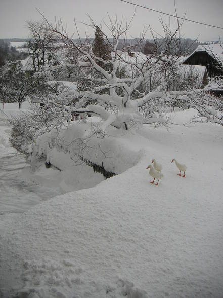 schnee, schnee, schnee,.... 2005/06 - 