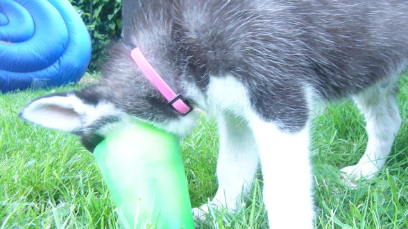 Meine Huskys - 