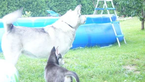 Meine Huskys - 