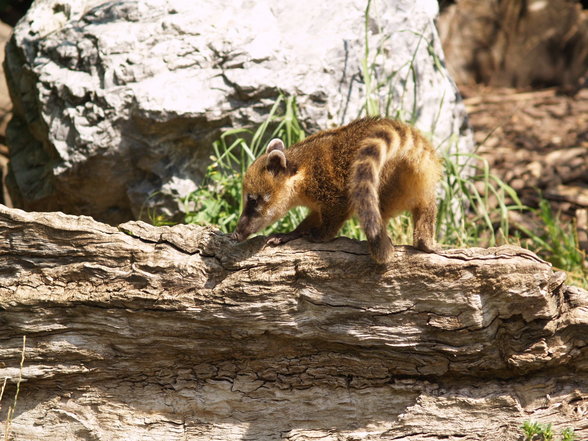 trixal @ tiergarten schönbrunn - 