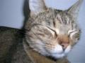 Katzen - 