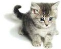 Katzen - 