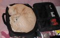 Katzen - 