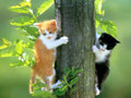 Katzen - 