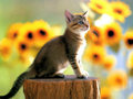 Katzen - 