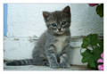 Katzen - 