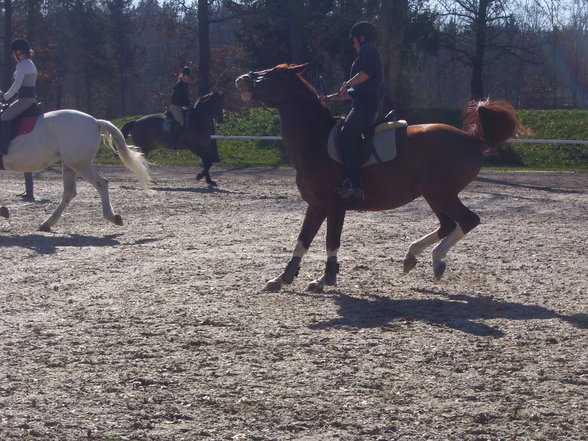 reiten in Stadl Paura - 