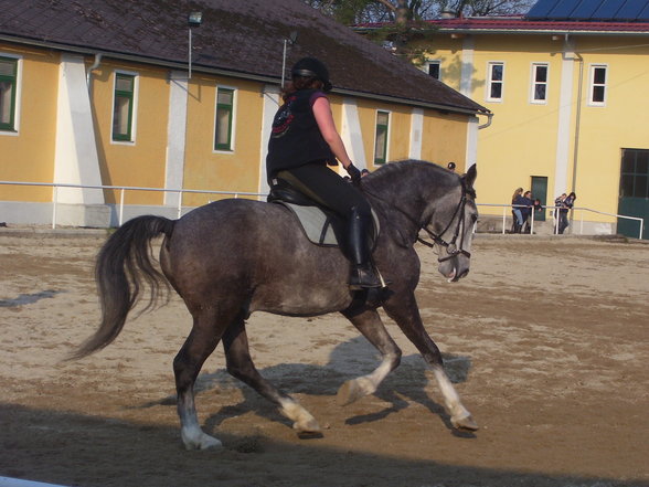 reiten in Stadl Paura - 