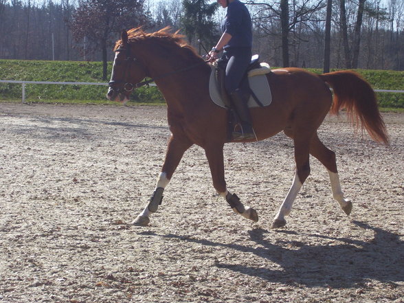 reiten in Stadl Paura - 