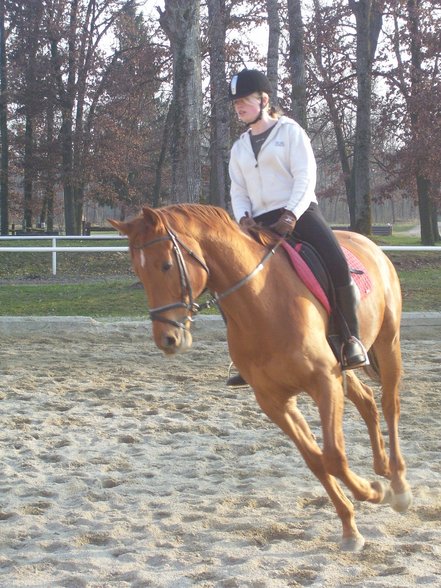 reiten in Stadl Paura - 