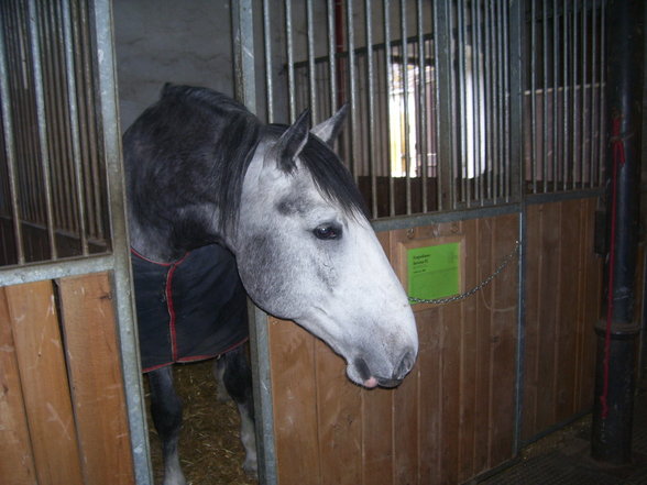 reiten in Stadl Paura - 