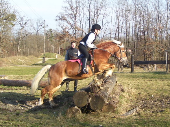 reiten in Stadl Paura - 