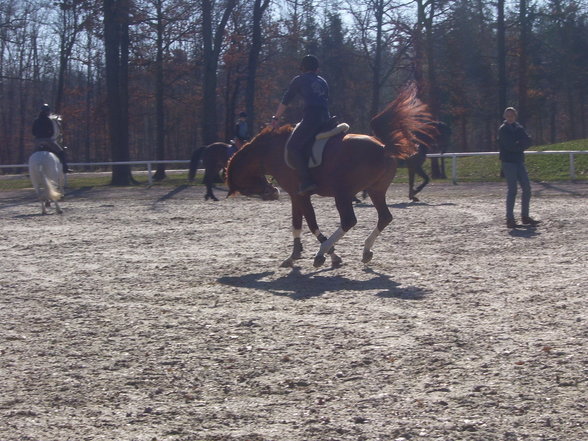 reiten in Stadl Paura - 