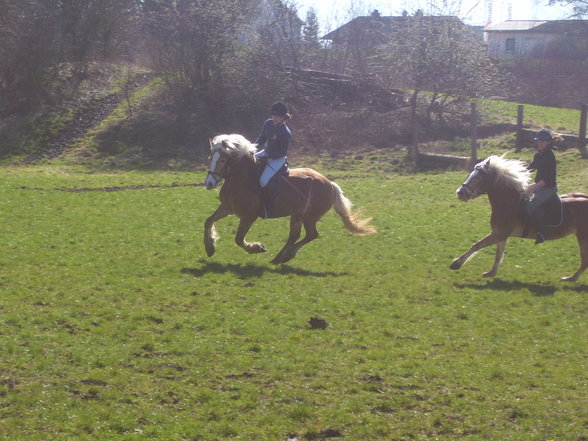 reiten in Stadl Paura - 