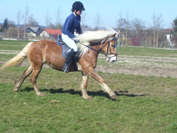 reiten in Stadl Paura - 