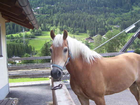 Reitarena Großglockner - 