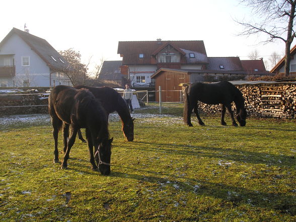 Meine Pferdchen - 