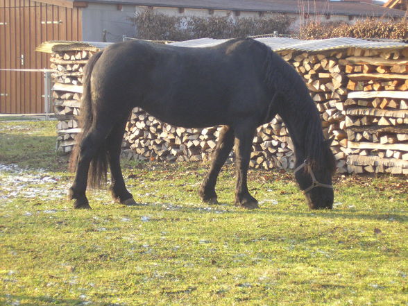 Meine Pferdchen - 