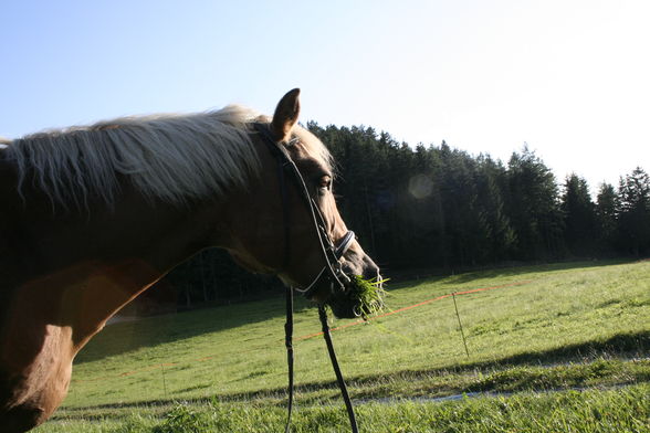 Fotoshooting mit Pferd :)) - 