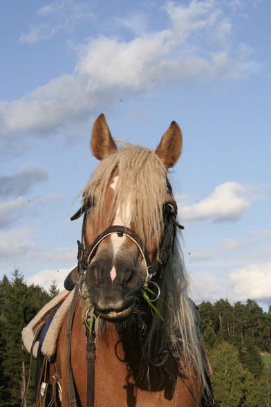 Fotoshooting mit Pferd :)) - 