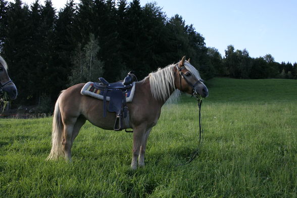 Fotoshooting mit Pferd :)) - 