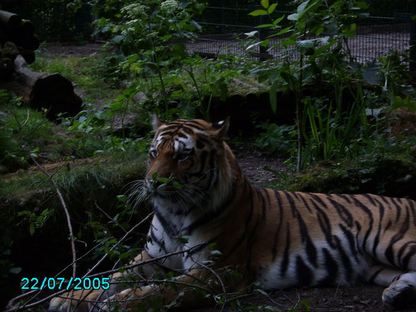 Tierpark Haag und Schmieding - 