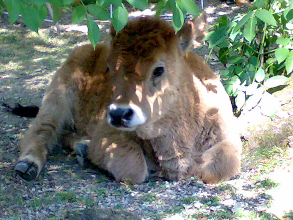 meine Tierkinder - 