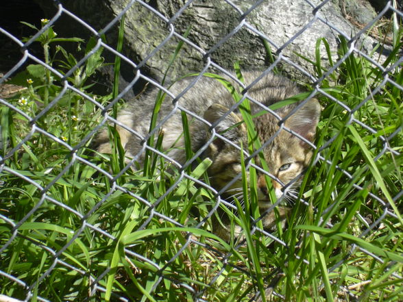 Tierpflegerkurs in Innsbruck - 