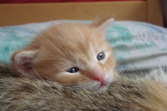 Meine Süßen kleinen Katzen. - 