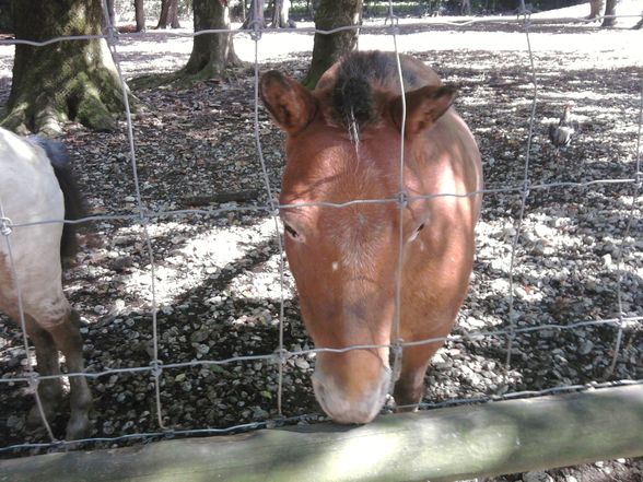 Ausflug Tierpark Haag!! - 