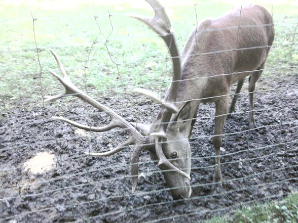 Ausflug Tierpark Haag!! - 