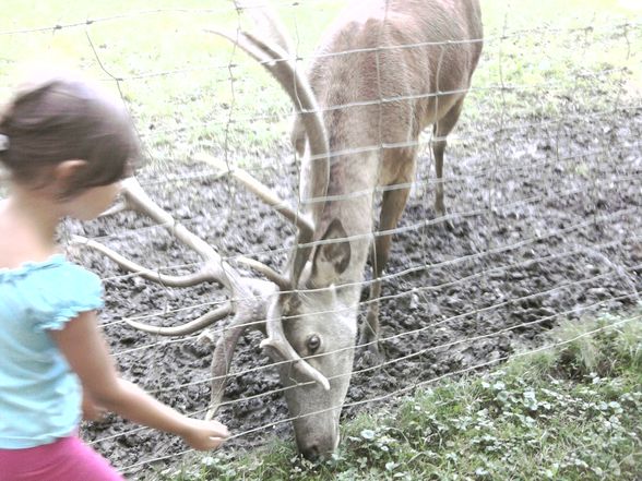 Ausflug Tierpark Haag!! - 