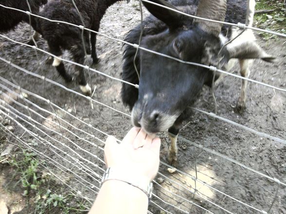 Ausflug Tierpark Haag!! - 