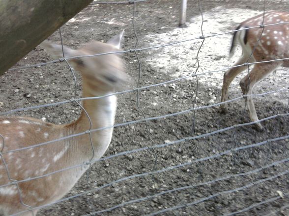 Ausflug Tierpark Haag!! - 