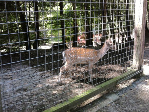 Ausflug Tierpark Haag!! - 