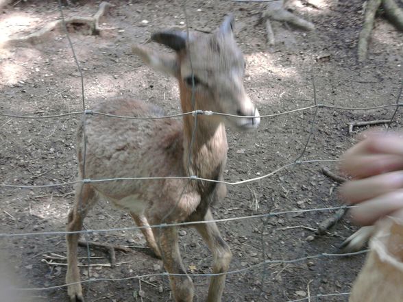 Ausflug Tierpark Haag!! - 