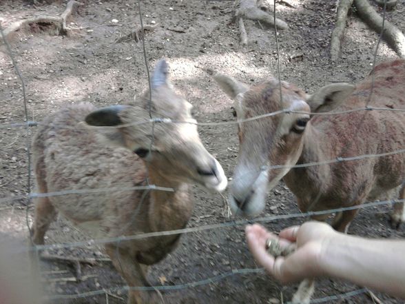 Ausflug Tierpark Haag!! - 