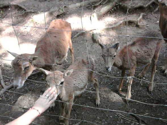 Ausflug Tierpark Haag!! - 