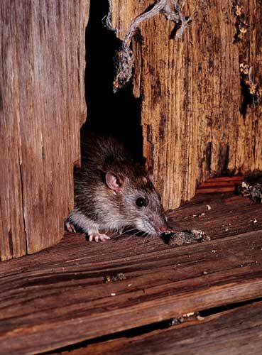 Ratten - 