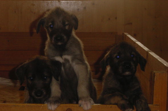 Irish Wolfhounds - 